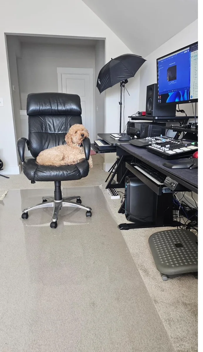 The goldendoodle keeping watch in the studio